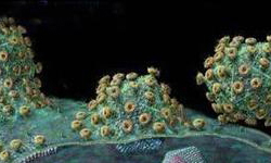 梅毒螺旋体的特征